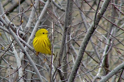 Yellow warbler, Ann. Rl.