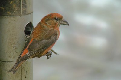 M.Red Crossbill, Liscombe