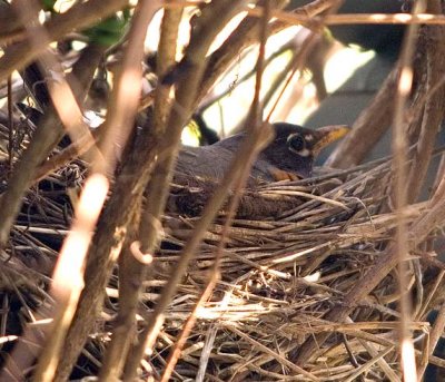 Robin's nest