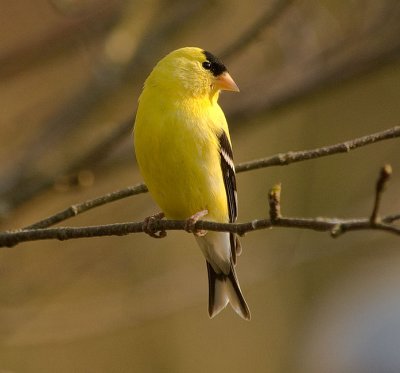Am. goldfinch, Liscombe