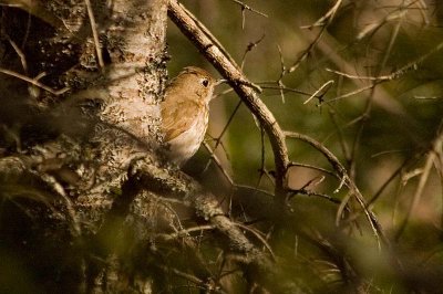 Hermit Thrush