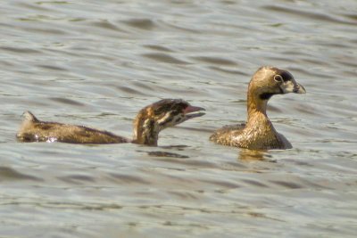 Pied-billed Grebe and chick, Ann. Rl.