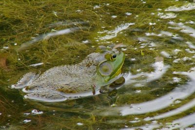 Bullfrog at home