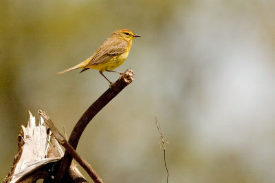 Palm Warbler