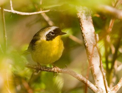 C.Yellowthroat