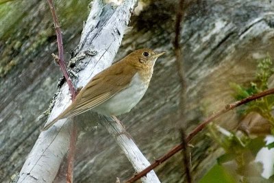 Veery