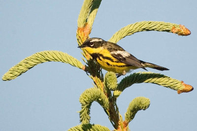 Magnolia Warbler