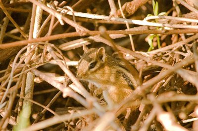 Chipmunk at home
