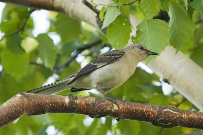 N.Mockingbird , King's Co.