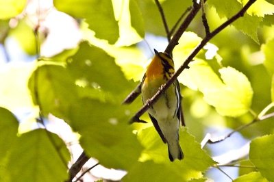 Blackburnian Warbler