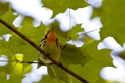 Blackburnian Warbler 2