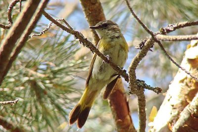Am. Redstart