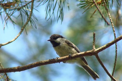 Bl-C.Chickadee