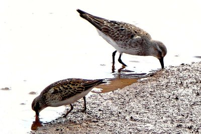 Least and Wh-rumped