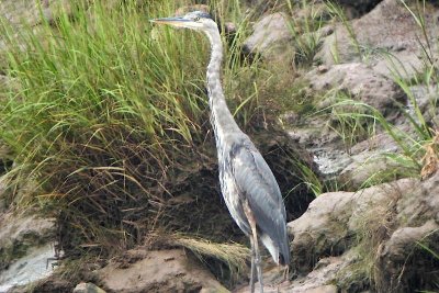 GBH