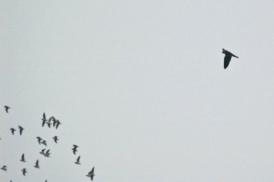 Peregrine chasing peeps