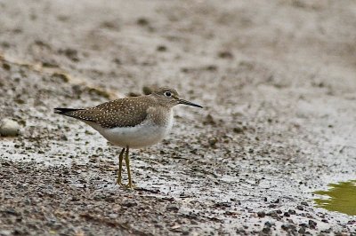 Solitary Sand