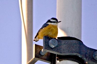 R-B Nuthatch on the mast