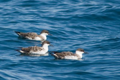 Gr. Shearwaters