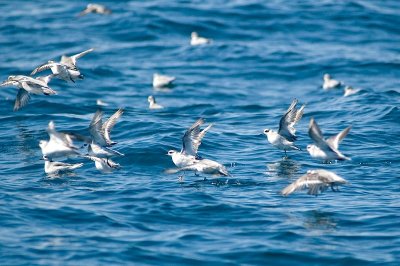 Red Phalaropes