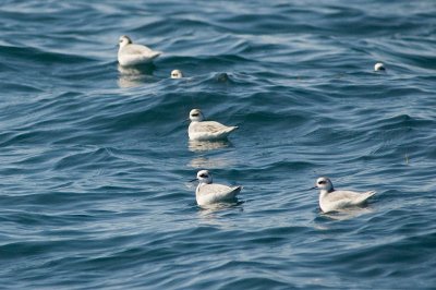Red Phalaropes