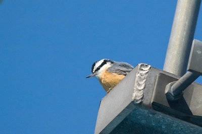 Nuthatch on the masthead