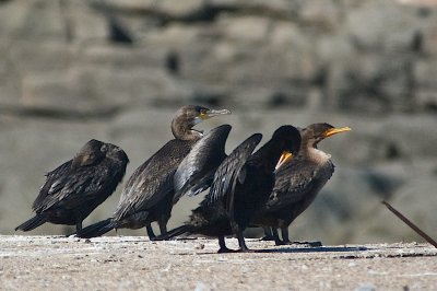 2 Cormorant species