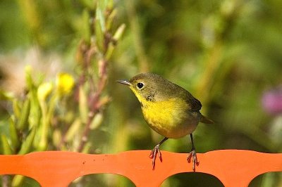 Common Yellowthroat