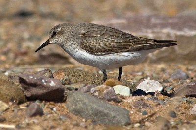 W-Rumped Sand.