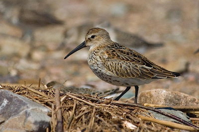 Juv. Dunlin