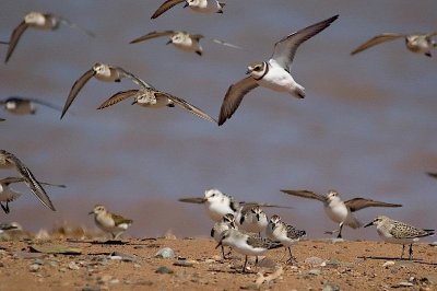 Semi. Plover flight