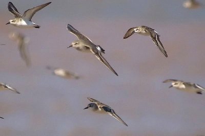 Wh-rumped flight