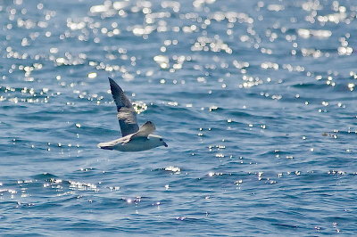 N.Fulmar, off Brier