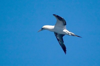 N.Gannet