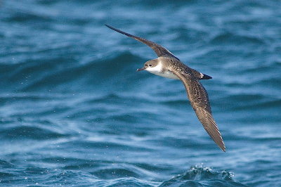 Gr. Shearwater