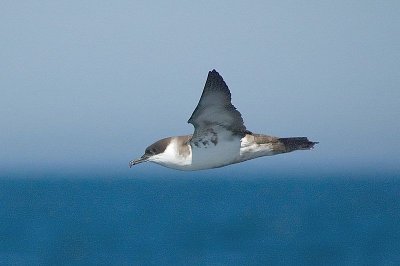 Gr. Shearwater