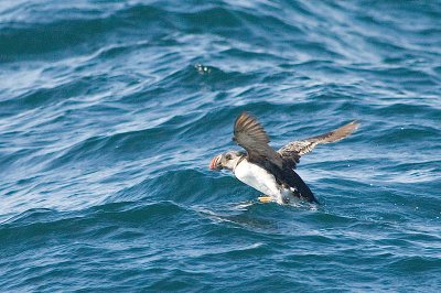 Atlantic Puffin