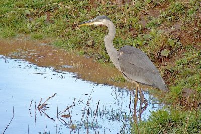 Gt.Blue Heron, Grand Pre