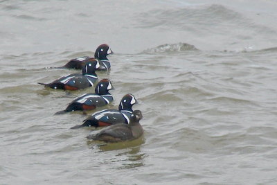 Harlequins, Pt.George