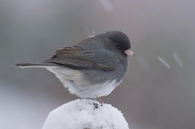 Snowy Junco