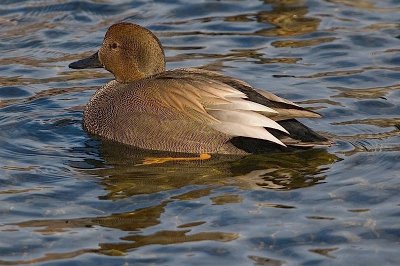Gadwall, Sullivan's
