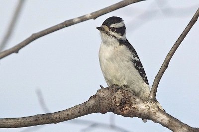 Downy Woodpecker, Kentville