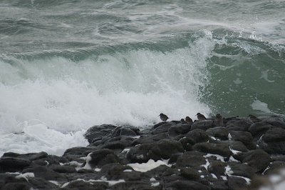 Purple Sandpiper habitat, Pt.George