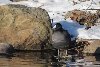 Am.Coot