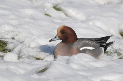 Eur.Wigeon