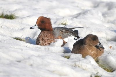 Eur. Wigeon, Dartmouth