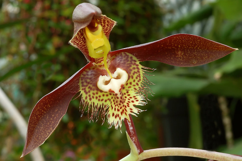 Catasetum saccatum,  male flower, 4 cm across