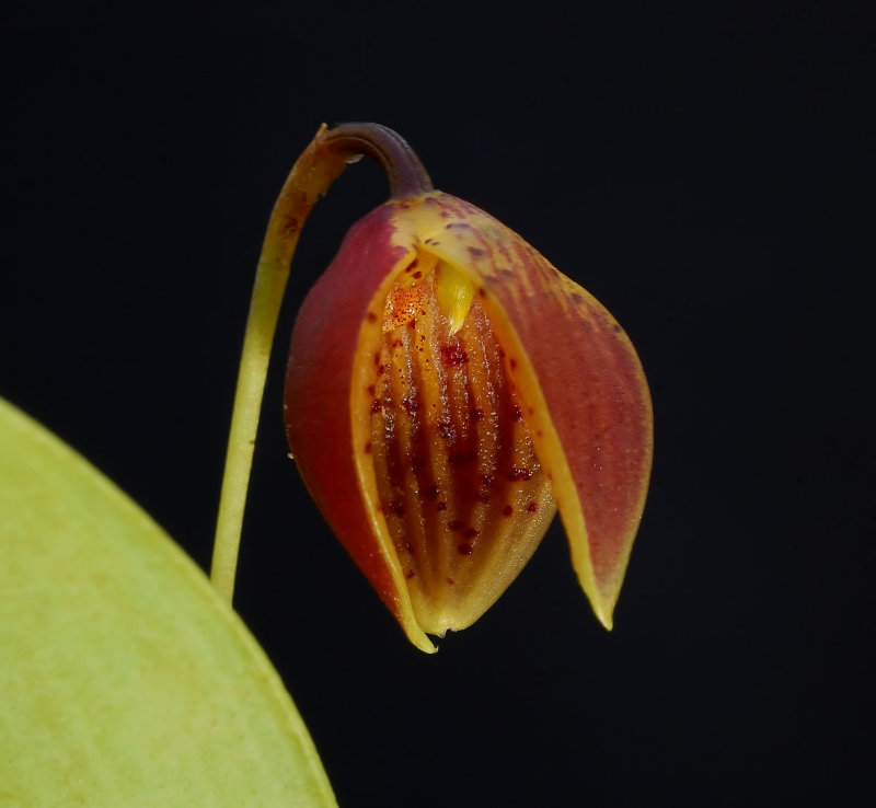 Luerella pelecaniceps