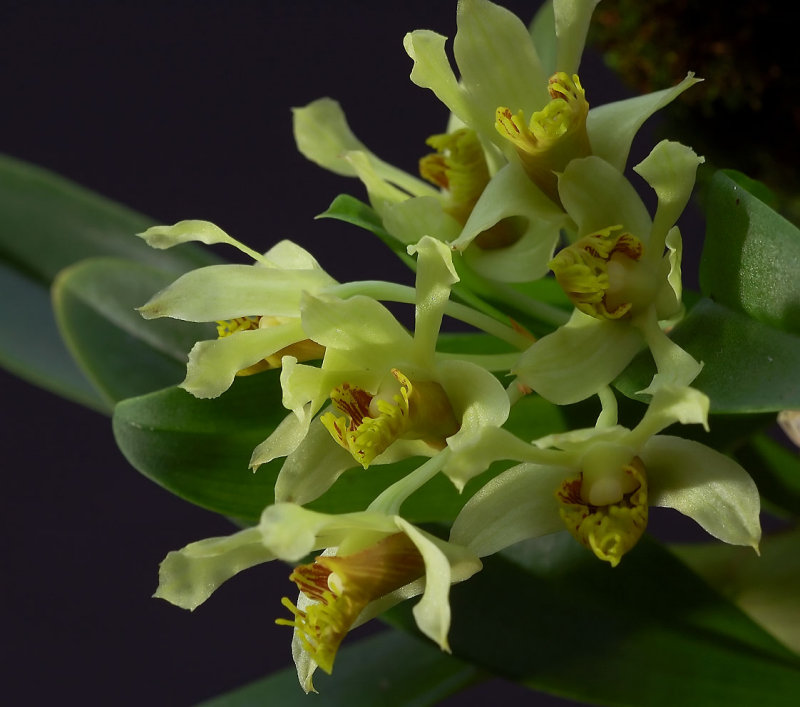 Dendrobium delacourii,  Ueang Dok Ma Kham,  flowers 2 cm