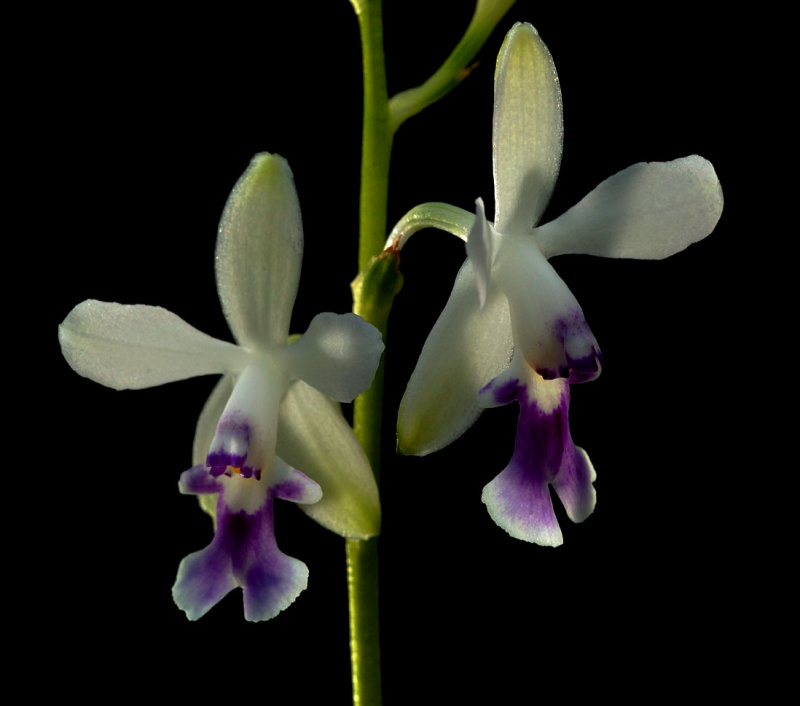 Oerstedella endressii, height of flower nearly 2 cm